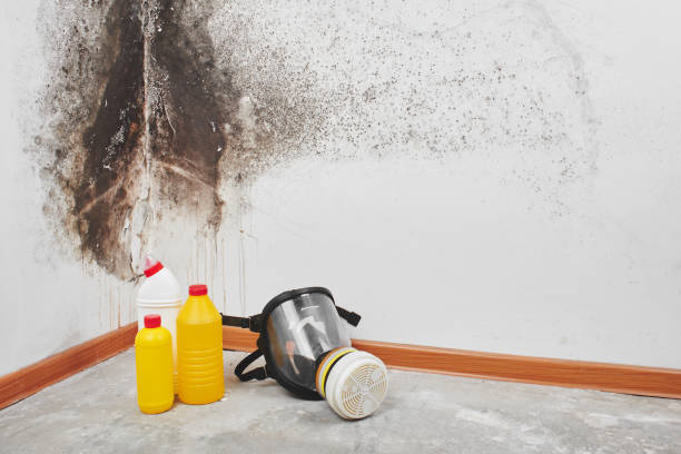 Best Office Mold Removal Services  in Marshall, IL
