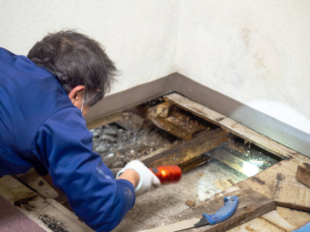 Best Commercial Mold Removal  in Marshall, IL