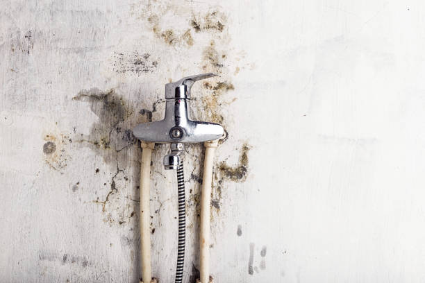 Best Mold Removal Near Me  in Marshall, IL