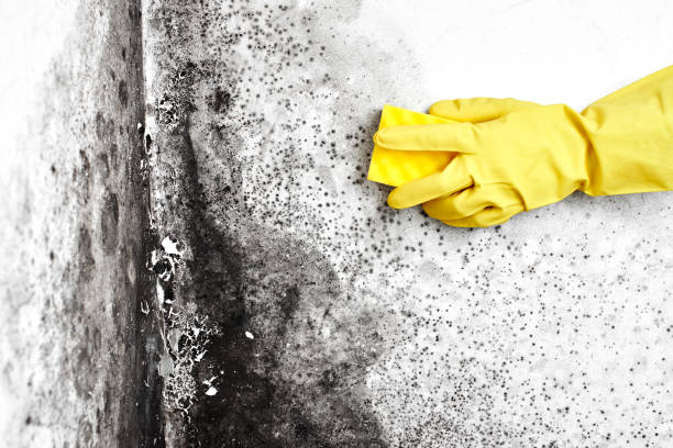 Best Affordable Mold Removal  in Marshall, IL