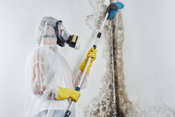 Best Local Mold Removal Service  in Marshall, IL