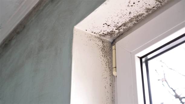 Office Mold Removal Services in Marshall, IL