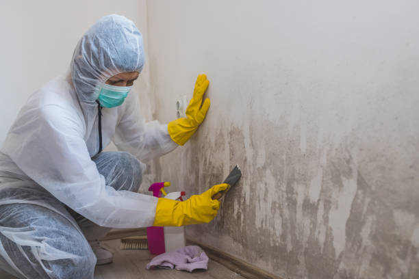 Crawl Space Mold Removal in Marshall, IL