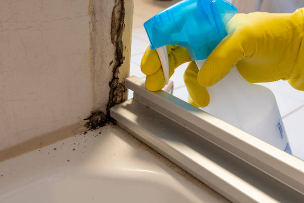 Best Best Mold Removal Companies  in Marshall, IL