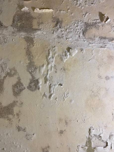 Reliable Marshall, IL Mold Removal Solutions