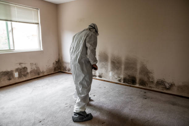 Best Water Damage Restoration  in Marshall, IL