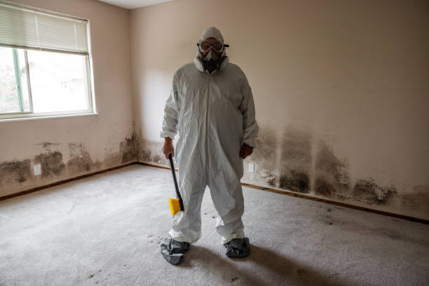 Best Certified Mold Removal  in Marshall, IL
