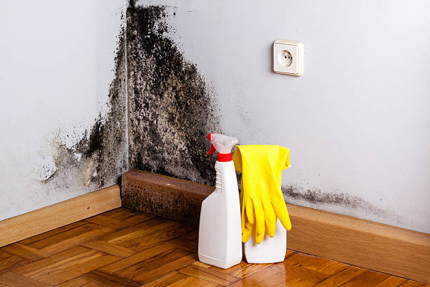 Best Mold Remediation  in Marshall, IL