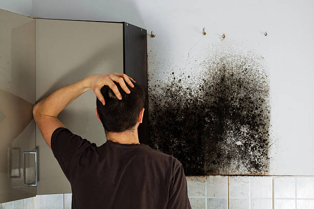 Best Mold Damage Repair  in Marshall, IL