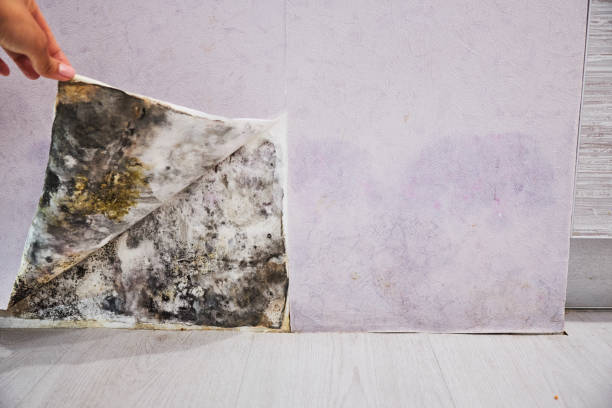 Best Toxic Mold Removal  in Marshall, IL
